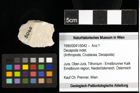 Foto (Objekt + Etiketten) von Decapoda indet. 